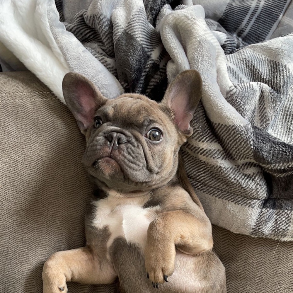 Meet your Posher, Brayden